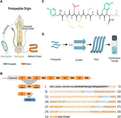 Hierarchical self-assembly of a reflectin-derived peptide